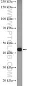 Torsin Family 1 Member A antibody, 10296-1-AP, Proteintech Group, Western Blot image 