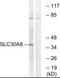 Solute Carrier Family 30 Member 8 antibody, PA5-39553, Invitrogen Antibodies, Western Blot image 