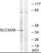 Solute Carrier Family 30 Member 8 antibody, PA5-39553, Invitrogen Antibodies, Western Blot image 