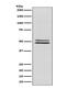 RNA Binding Fox-1 Homolog 3 antibody, M11954, Boster Biological Technology, Western Blot image 