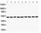 C-Terminal Src Kinase antibody, LS-C343964, Lifespan Biosciences, Western Blot image 