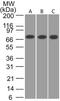 Calcium/Calmodulin Dependent Protein Kinase II Beta antibody, PA1-41150, Invitrogen Antibodies, Western Blot image 