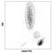 CD45 antibody, 304005, BioLegend, Flow Cytometry image 