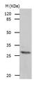 APAF1 Interacting Protein antibody, TA322341, Origene, Western Blot image 