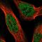 B9 Domain Containing 1 antibody, NBP1-88969, Novus Biologicals, Immunofluorescence image 