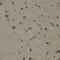 Eukaryotic Translation Elongation Factor 1 Delta antibody, 18-678, ProSci, Immunohistochemistry frozen image 