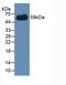 CD300 Molecule Like Family Member F antibody, LS-C709565, Lifespan Biosciences, Western Blot image 