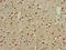 Cell Adhesion Molecule 3 antibody, CSB-PA004427LA01HU, Cusabio, Immunohistochemistry frozen image 