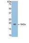 Thrombospondin 1 antibody, LS-C296616, Lifespan Biosciences, Western Blot image 