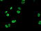 Homeobox C11 antibody, LS-C337293, Lifespan Biosciences, Immunofluorescence image 