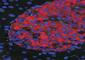 Unc-5 Netrin Receptor C antibody, NBP1-37002, Novus Biologicals, Immunofluorescence image 