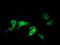 Phosphoinositide-3-Kinase Adaptor Protein 1 antibody, LS-C172394, Lifespan Biosciences, Immunofluorescence image 