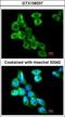 Collagen Type IV Alpha 3 Binding Protein antibody, GTX108337, GeneTex, Immunofluorescence image 