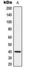 DUSP1 antibody, LS-C353968, Lifespan Biosciences, Western Blot image 