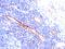 Platelet And Endothelial Cell Adhesion Molecule 1 antibody, GTX34490, GeneTex, Immunohistochemistry paraffin image 