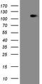 Mediator Complex Subunit 15 antibody, CF807883, Origene, Western Blot image 