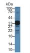 Cathepsin S antibody, LS-C717362, Lifespan Biosciences, Western Blot image 