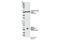 RAD23 Homolog B, Nucleotide Excision Repair Protein antibody, 13525S, Cell Signaling Technology, Western Blot image 