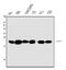 Caveolin 1 antibody, M00179-1, Boster Biological Technology, Western Blot image 