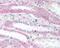 Vesicle Associated Membrane Protein 5 antibody, 49-866, ProSci, Immunohistochemistry frozen image 