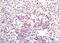 Pleckstrin Homology Domain Containing O1 antibody, orb10417, Biorbyt, Immunohistochemistry paraffin image 