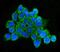 Major Histocompatibility Complex, Class II, DQ Beta 1 antibody, A00106-1, Boster Biological Technology, Immunofluorescence image 