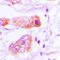 BAI1 Associated Protein 2 Like 2 antibody, LS-C354201, Lifespan Biosciences, Immunohistochemistry paraffin image 