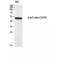 Neutrophil Cytosolic Factor 1 antibody, LS-C381612, Lifespan Biosciences, Western Blot image 