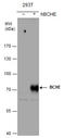 Butyrylcholinesterase antibody, GTX101304, GeneTex, Western Blot image 