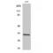 CD20 antibody, LS-C382546, Lifespan Biosciences, Western Blot image 