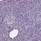 Neurogranin antibody, PA5-58281, Invitrogen Antibodies, Immunohistochemistry frozen image 