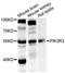 Phosphoinositide 3 kinase, p110 gamma antibody, STJ110251, St John