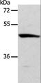 Actin Related Protein 3B antibody, LS-C401169, Lifespan Biosciences, Western Blot image 