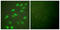 Lamin A/C antibody, LS-C117663, Lifespan Biosciences, Immunofluorescence image 