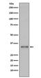 Torsin Family 1 Member A antibody, M01381, Boster Biological Technology, Western Blot image 