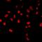 H2.0 Like Homeobox antibody, orb412605, Biorbyt, Immunofluorescence image 