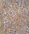 GIT ArfGAP 1 antibody, abx033384, Abbexa, Immunohistochemistry frozen image 