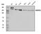 Mitogen-Activated Protein Kinase Kinase Kinase 5 antibody, A00929-3, Boster Biological Technology, Western Blot image 