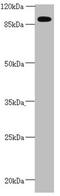 Centrosomal Protein 95 antibody, LS-C675512, Lifespan Biosciences, Western Blot image 