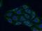 G Protein Subunit Beta 4 antibody, 11978-2-AP, Proteintech Group, Immunofluorescence image 