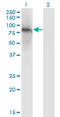 Zinc Finger Protein 41 antibody, LS-C198467, Lifespan Biosciences, Western Blot image 
