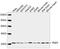 RAB5A, Member RAS Oncogene Family antibody, LS-C203111, Lifespan Biosciences, Western Blot image 