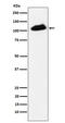 Tripartite Motif Containing 28 antibody, P00409, Boster Biological Technology, Western Blot image 