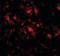 Chaperonin Containing TCP1 Subunit 8 antibody, orb73527, Biorbyt, Immunofluorescence image 
