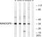 Putative homeobox protein NANOGP8 antibody, PA5-39211, Invitrogen Antibodies, Western Blot image 