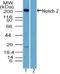 Notch Receptor 2 antibody, NBP2-27347, Novus Biologicals, Western Blot image 