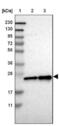 Chromobox 5 antibody, NBP1-89672, Novus Biologicals, Western Blot image 