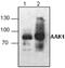 AP2 Associated Kinase 1 antibody, GTX59663, GeneTex, Western Blot image 