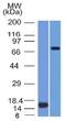 Matrix Metallopeptidase 2 antibody, orb388442, Biorbyt, Western Blot image 