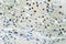 Distal-Less Homeobox 4 antibody, LS-C177028, Lifespan Biosciences, Immunohistochemistry frozen image 